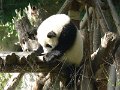 Pandas (041)